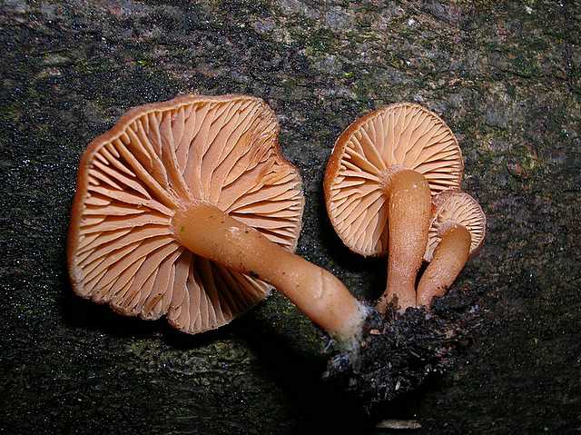 2005 :  Un anno di funghi